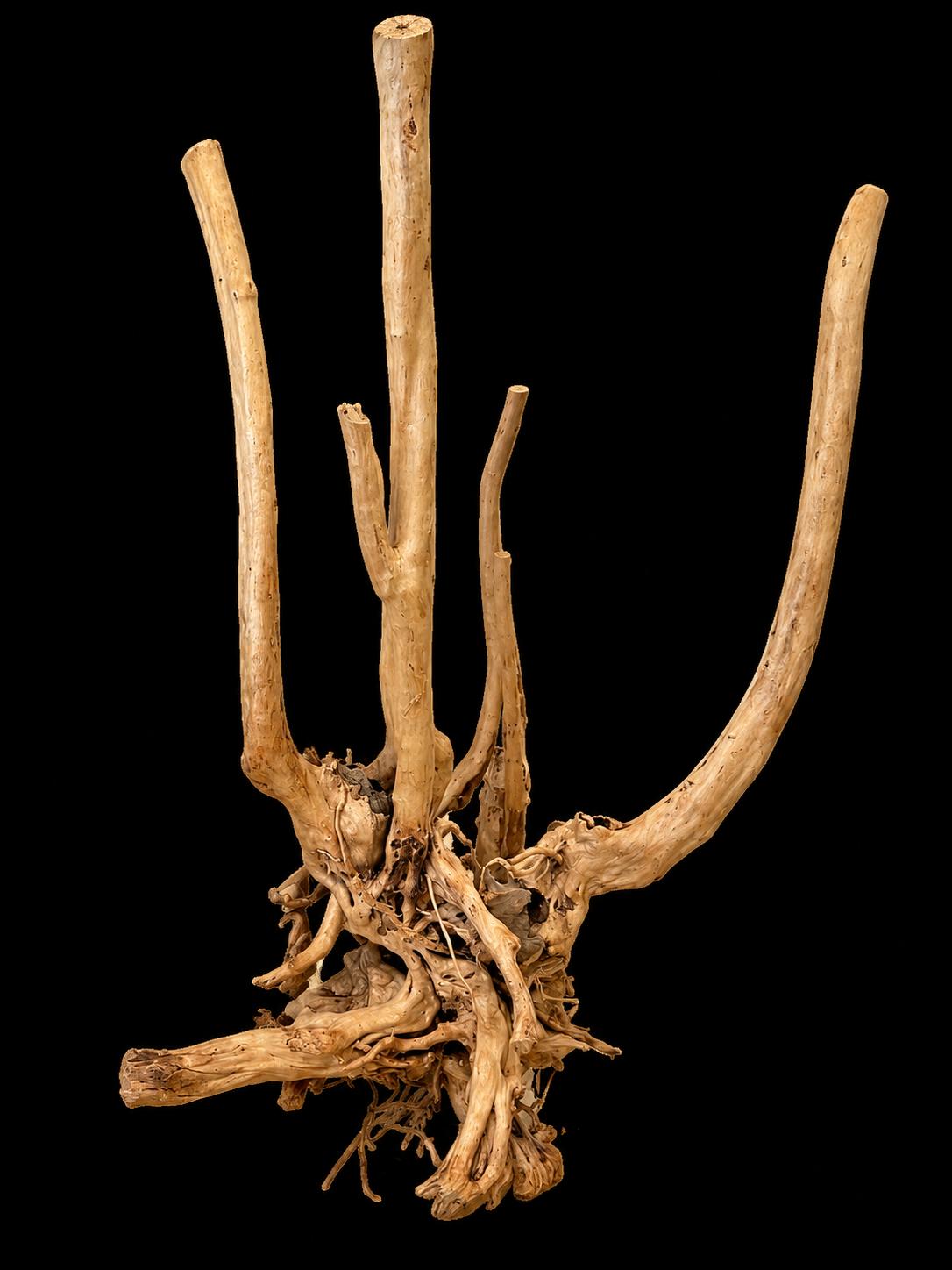 Stump wood XL Stump wood XL