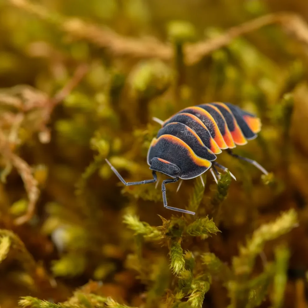 Ardentiella sp ember bee