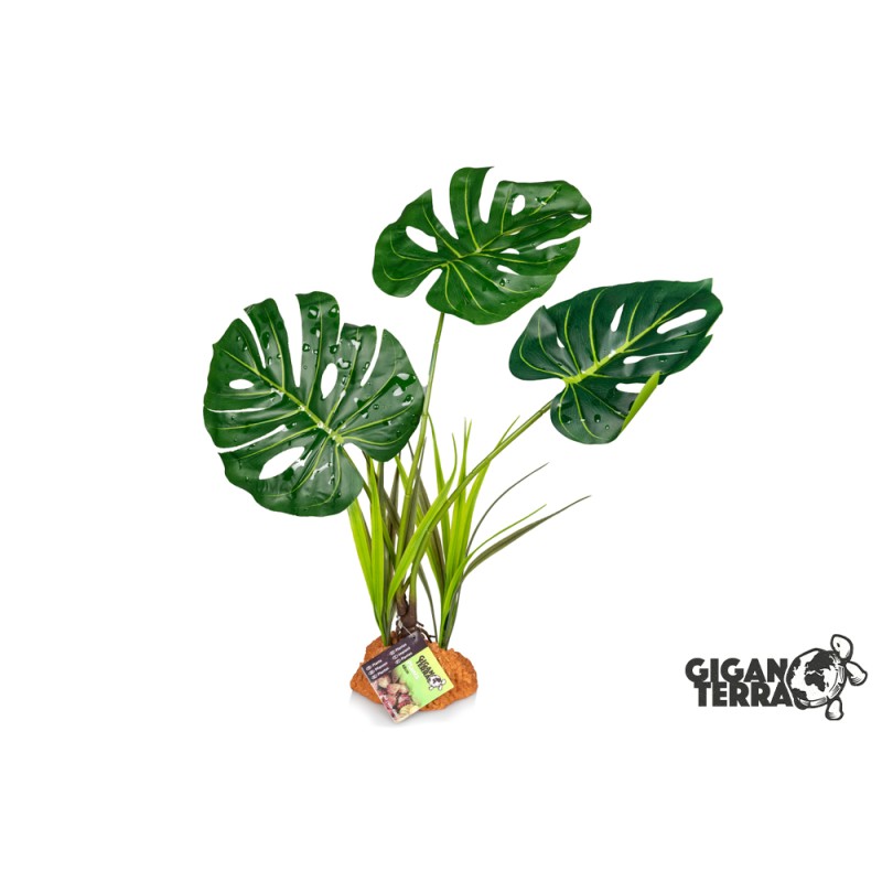 Monstera